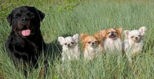 Rottweiler and Chihuahuas in tall grass.