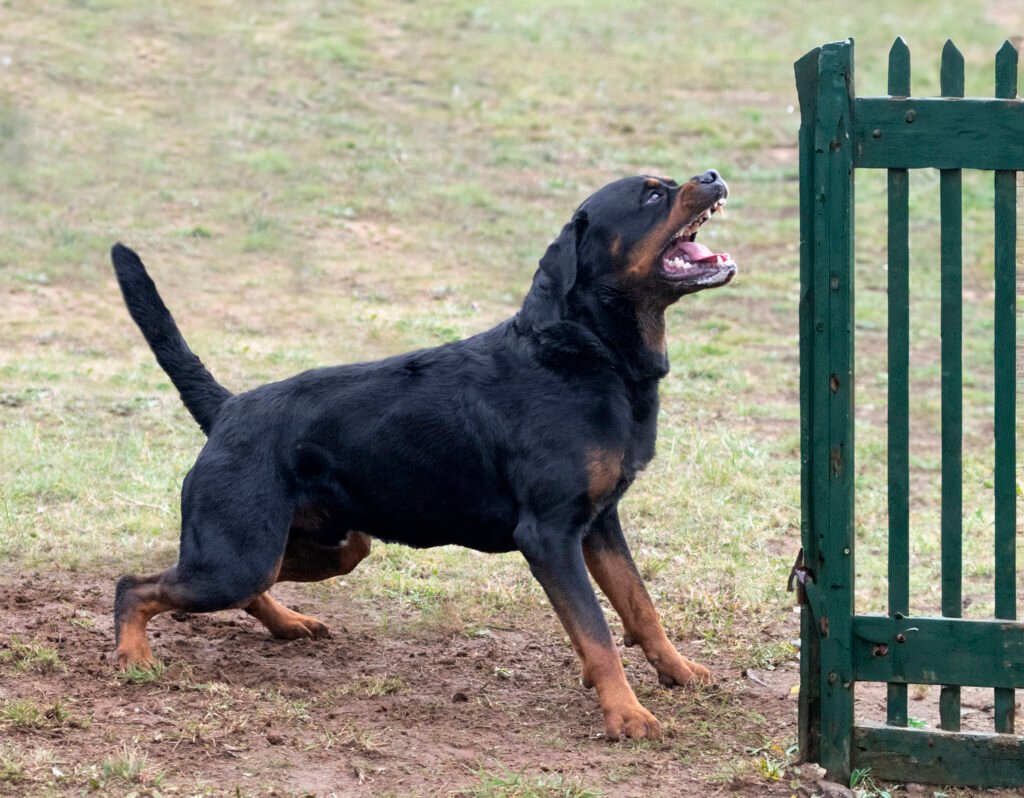 Male Scary Dog Names