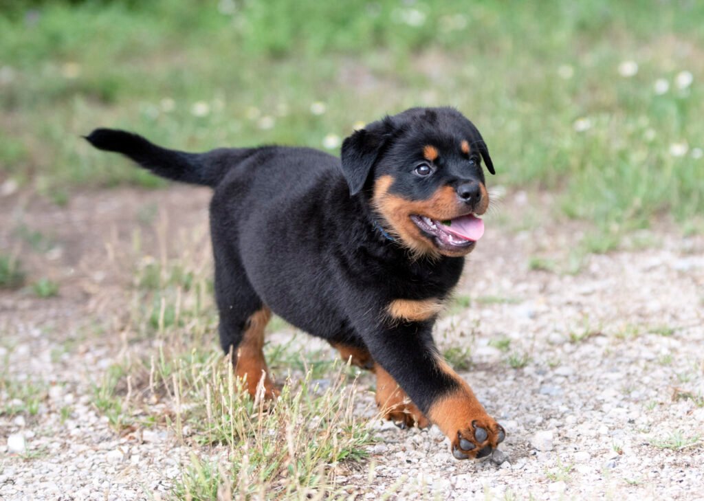 Female Rottweiler Dog Names