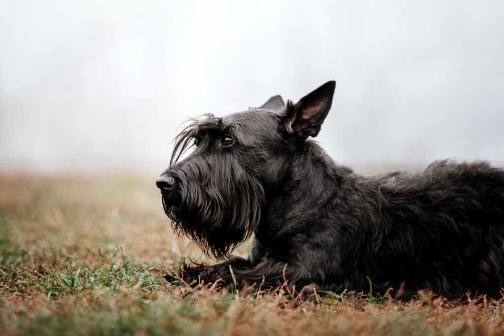 Female Scottish Terrier Dog Names