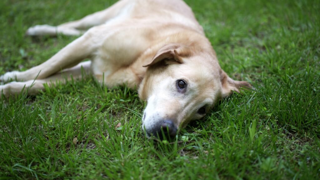 Female Senior Dog Names