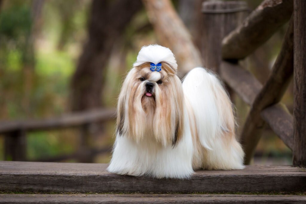 Female Shih Tzu Dog Names