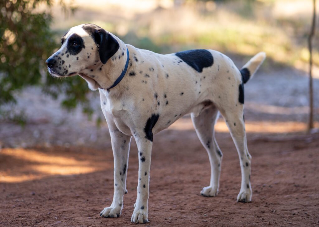 Male Dog Names