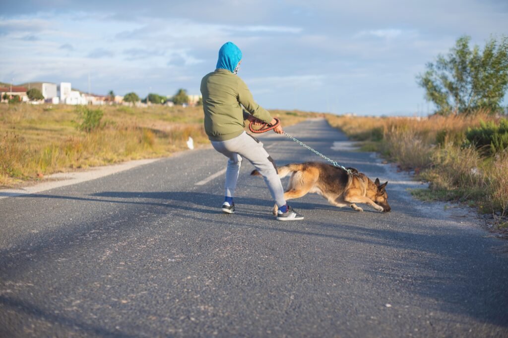 Leash Training