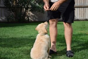 How to teach your dog to Sit.