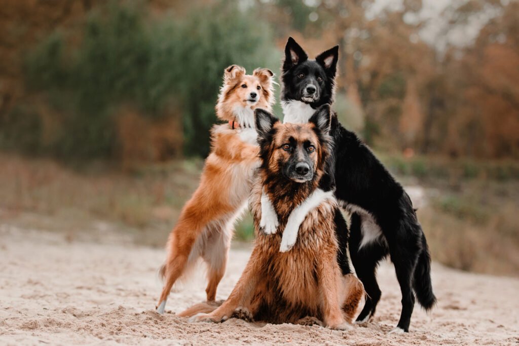 Cool Dog Names