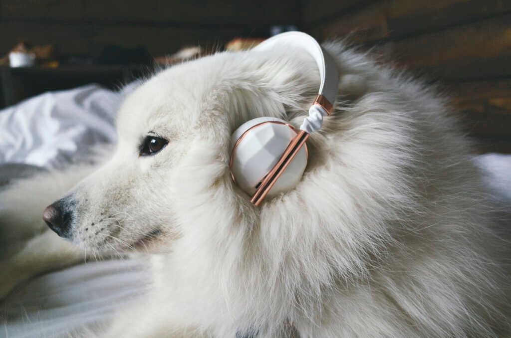Male Music Dog Names