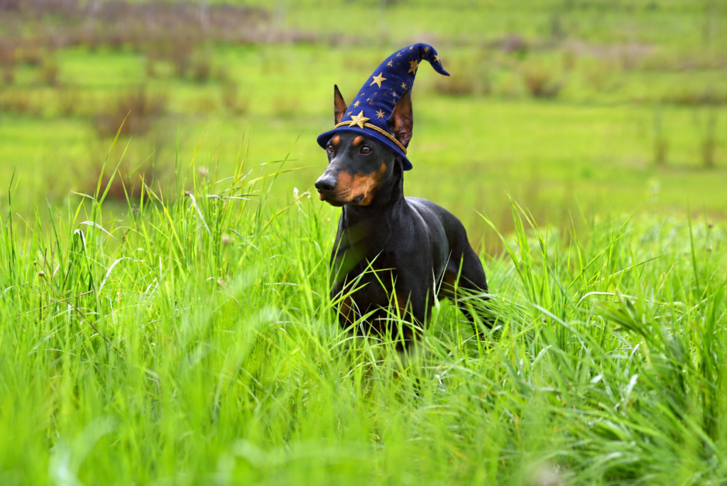 Magical Dog Names