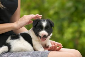 Woman holding black and white puppy.
