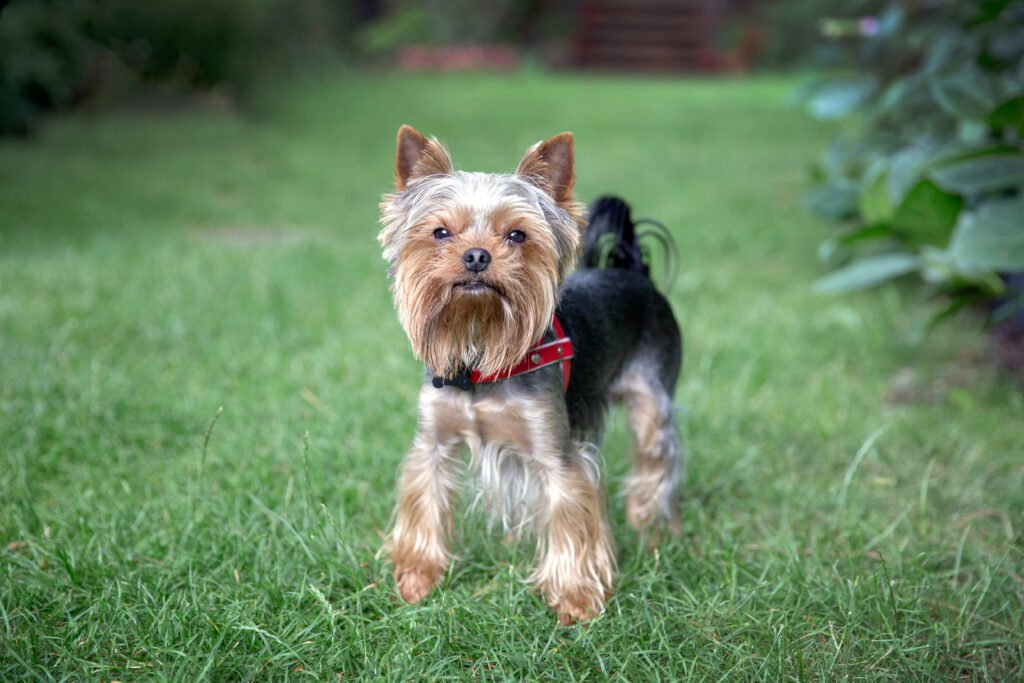 Male Yorkie Dog Names