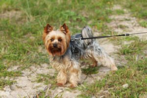 Yorkshire Terrier on leash
