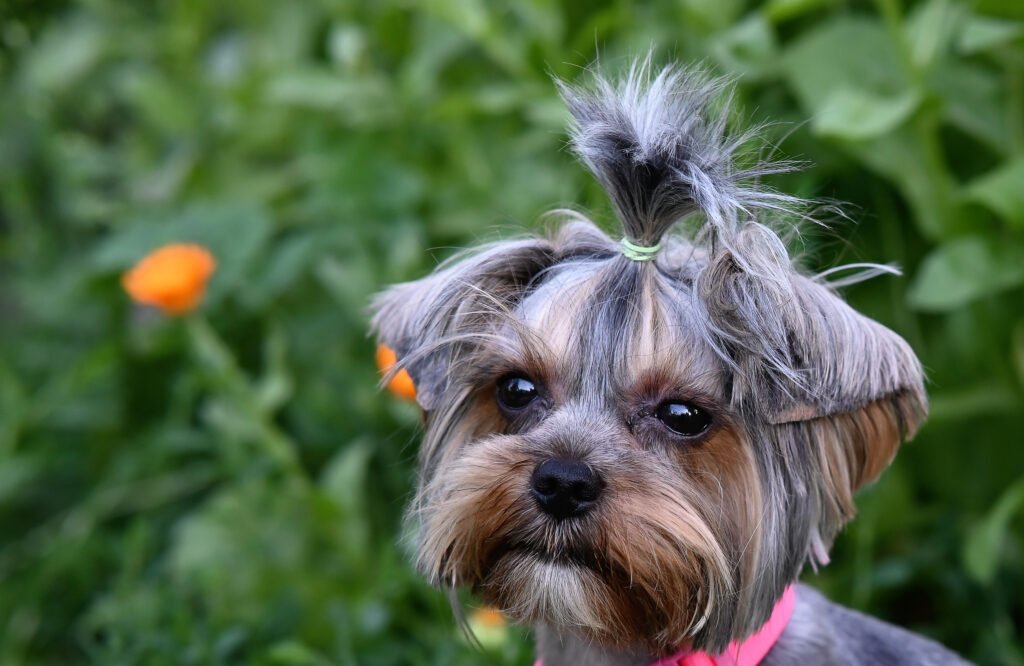 Female Dog Names