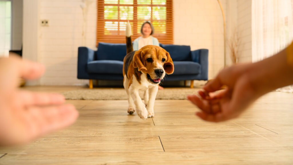 beagle practicing dog recall in home