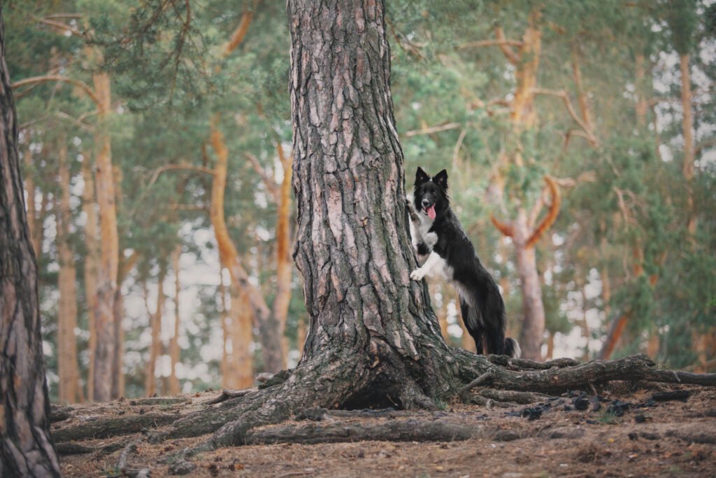 Tree Dog Names