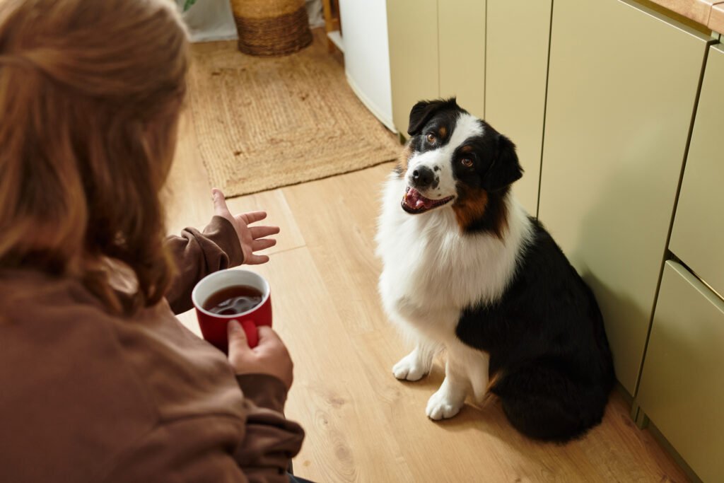 Daily routine for dogs