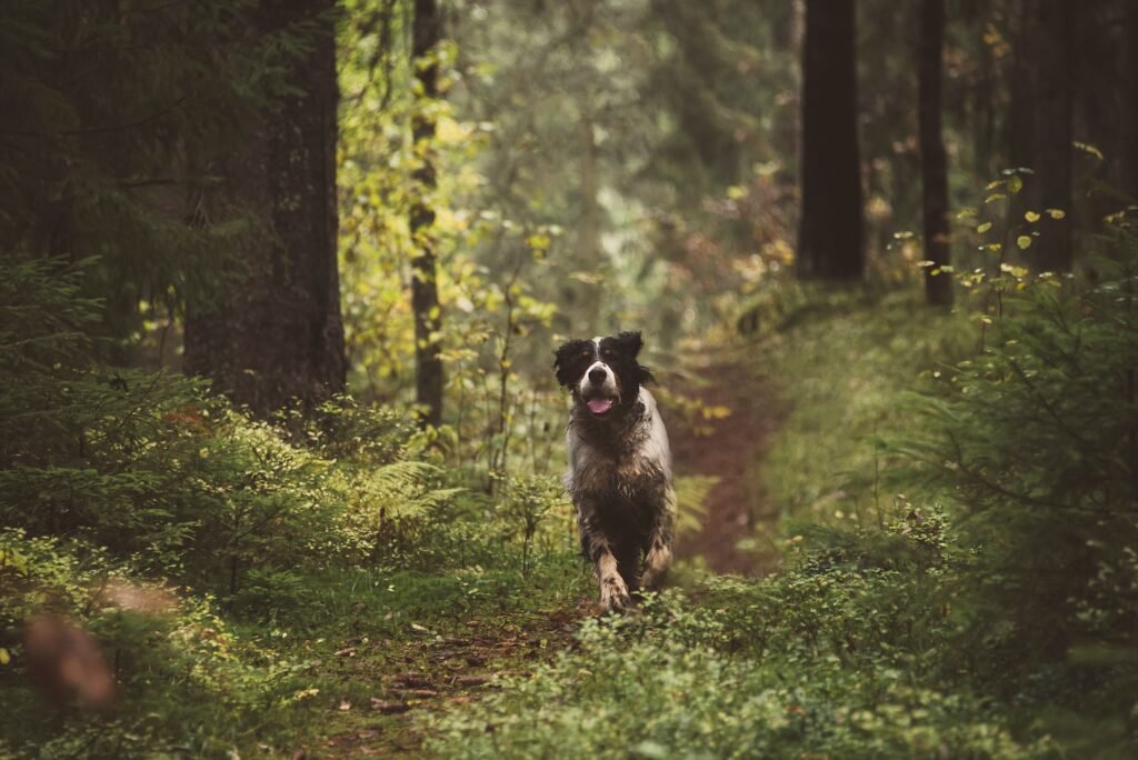 Forest Dog Names