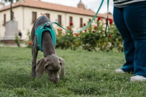Weimaraner dog sniffing grass outdoors.