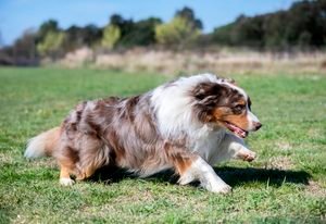 High energy working dog breed.