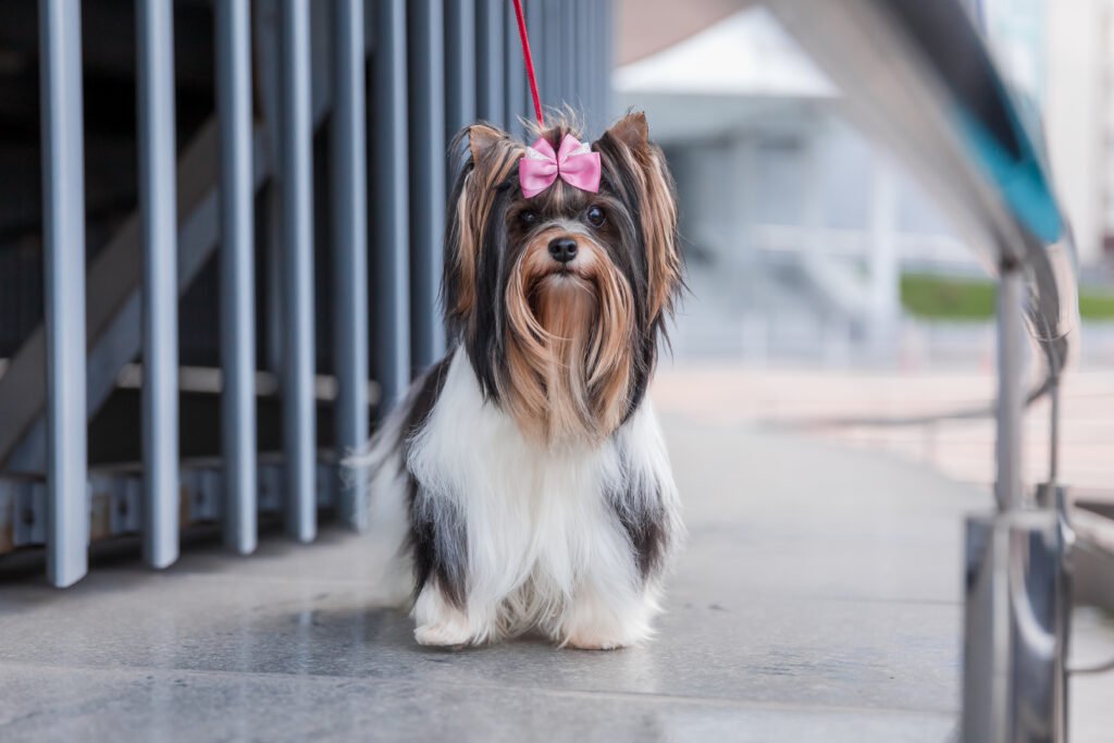 Elegant Female Dog