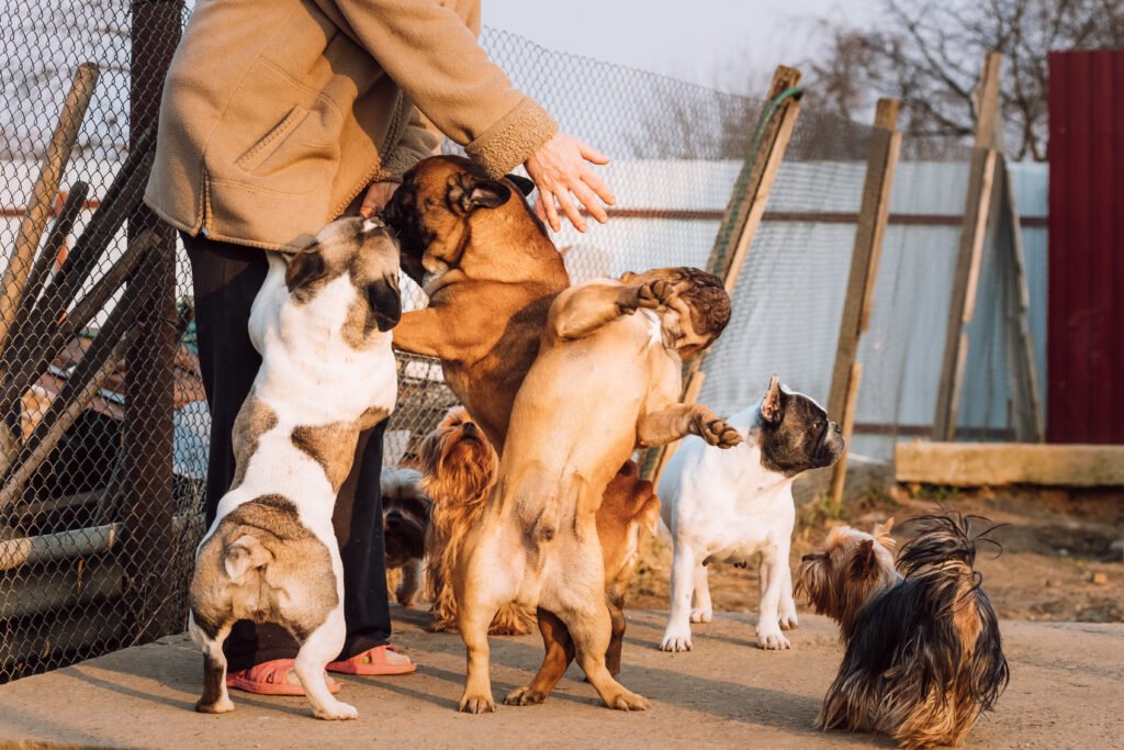 Choosing the right dog.