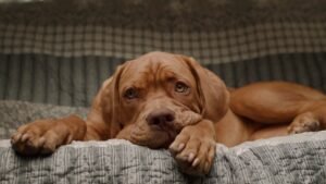 puppy resting after playtime